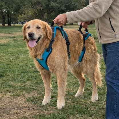 PetLift Pro™ Mobility Harness